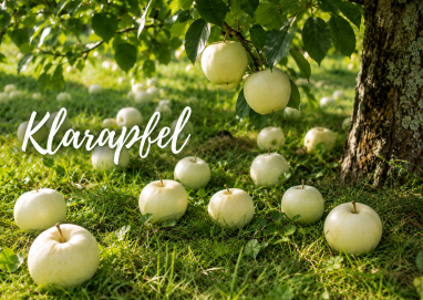 Klaräpfel im Gras unter einem Apfelbaum